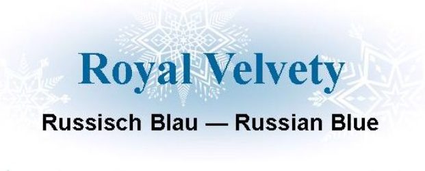 Royal Velvety – Russian Blue